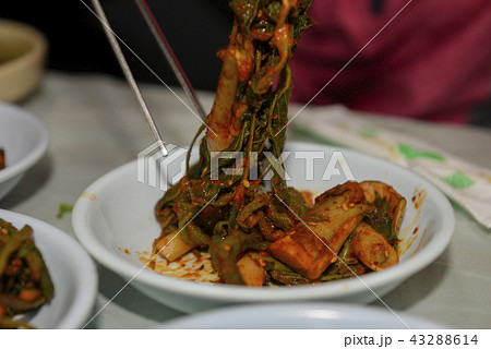 春のハーブ ウコギ 忠南 43288614