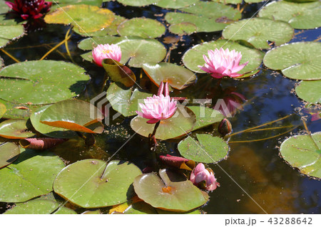 Water lily flower Water lily flower 43288642