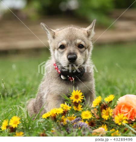 Puppy of Saarloos Wolfhound with flower 43289496