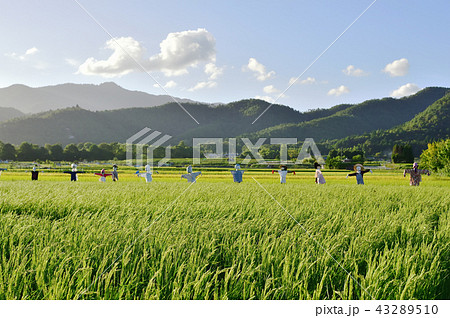 京都嵯峨野　緑の田園 43289510