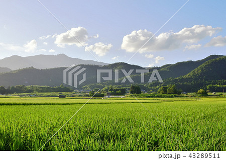 京都嵯峨野　緑の田園 43289511