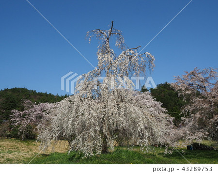 京都 右京区平安郷の桜景色 京都 右京区平安郷の桜景色 43289753