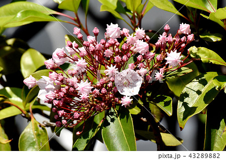 三鷹中原に咲くカルミア(アメリカシャクナゲ) 三鷹中原に咲くカルミア(アメリカシャクナゲ) 43289882
