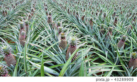 pineapple fruit field pineapple fruit field 43289909