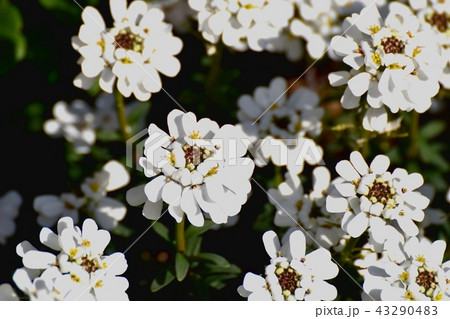 三鷹中原に咲くイベリス 43290483