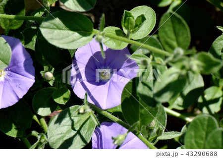 三鷹中原に咲く青紫色のセイヨウヒルガオ（コンボルブルス） 43290688