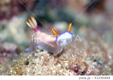 ウミウシ ゾウゲイロウミウシの写真素材