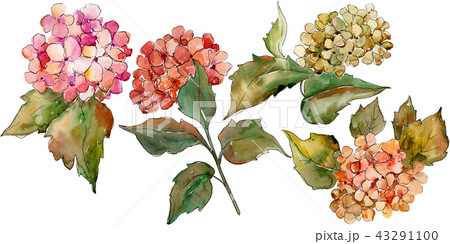 Watercolor red and yellow gortenzia flower. Floral botanical flower. Isolated illustration element. 43291100