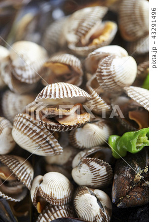 韓国の貝料理 コマク チョゲクイ 韓国の貝料理 コマク チョゲクイ 43291496