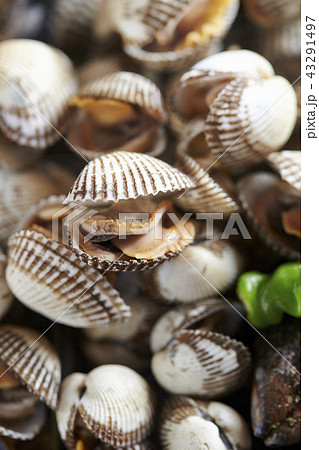 韓国の貝料理 コマク チョゲクイ 韓国の貝料理 コマク チョゲクイ 43291497