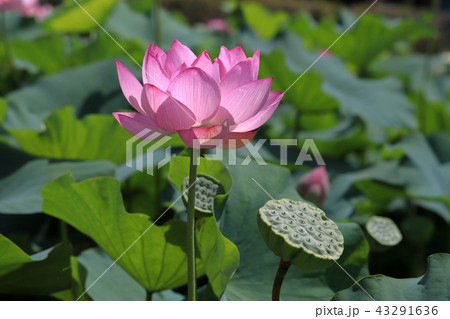 【山梨県】躑躅ヶ崎館跡の蓮の花 43291636