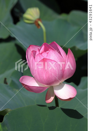 【山梨県】躑躅ヶ崎館跡の蓮の花 【山梨県】躑躅ヶ崎館跡の蓮の花 43291641