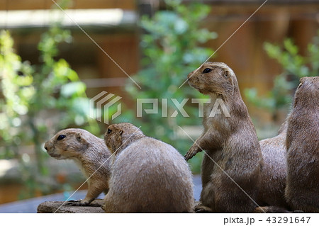 オグロプレーリードッグ 43291647