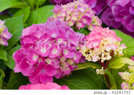 咲き始めた北東北の紫陽花 咲き始めた北東北の紫陽花 43291752