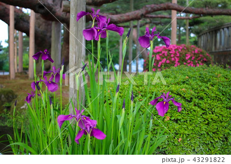【石川県】初夏の兼六園・根上松と花菖蒲 43291822