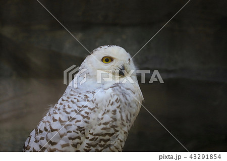 シロフクロウ・上野動物園 シロフクロウ・上野動物園 43291854