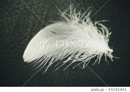 羽根 黒バック 羽根 黒バック 43291941