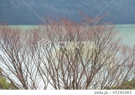 湖面の反射 木の新芽 芽吹き 春 湖面の反射 木の新芽 芽吹き 春 43292065