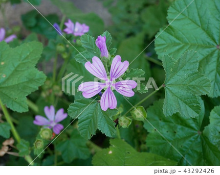 ウスベニアオイ  Malva sylvestris （スイス） 43292426