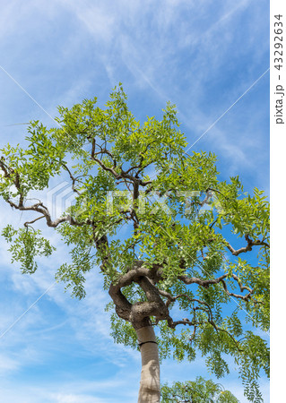 夏空 43292634