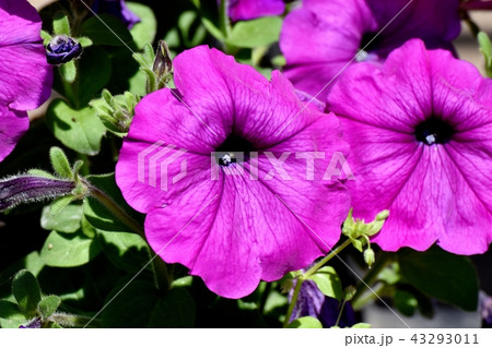 三鷹中原に咲く紫色のペチュニア 43293011