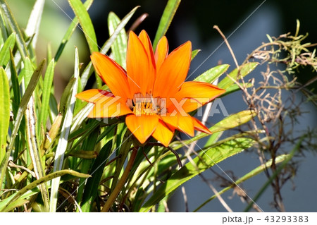 三鷹中原に咲くオレンジのガザニア 43293383