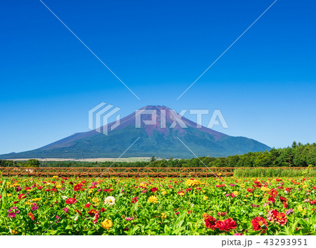 富士山と百日草の花畑 43293951