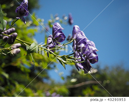 妙な形のトリカブト 妙な形のトリカブト 43293953