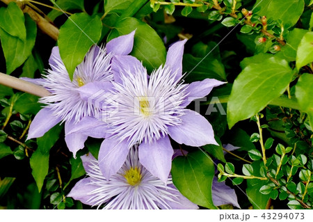 三鷹中原に咲く薄紫色のクレマチス 43294073