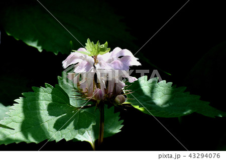 三鷹中原に咲くオドリコソウ 三鷹中原に咲くオドリコソウ 43294076