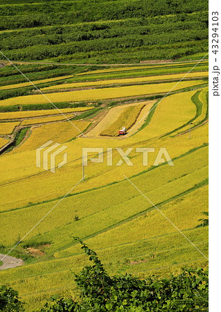 大垪和西棚田201808265dm22 43294103