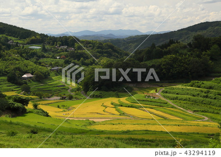 大垪和西棚田201808265dm216 43294119