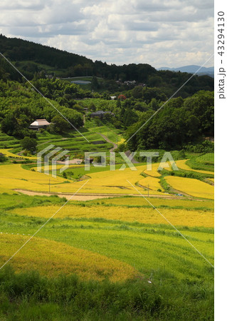 大垪和西棚田201808265dm226 43294130