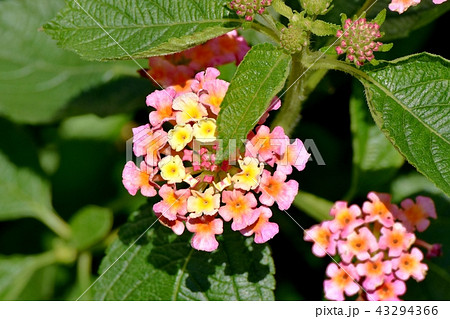 三鷹中原に咲くランタナ（シチヘンゲ） 43294366