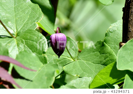 三鷹中原に咲くハンショウヅル 43294371