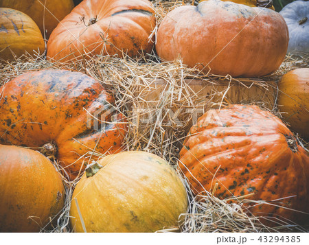 Many large orange pumpkins lie in the straw. Autumn street decoration. Autumn harvest of pumpkins 43294385