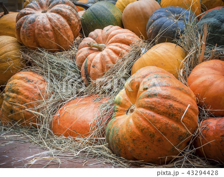 Many large orange pumpkins lie in the straw. Autumn street decoration. Autumn harvest of pumpkins 43294428