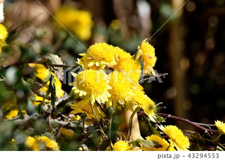 三鷹中原に咲く黄色いスプレーギク（スプレーマム） 43294553