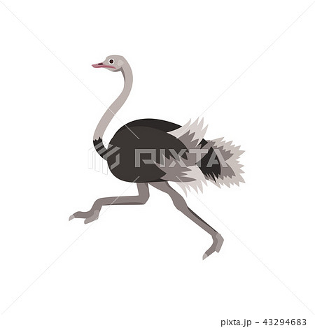 Cartoon Ostrich Bird African Exotic Animal. Vector - Stock Illustration  [43294683] - PIXTA