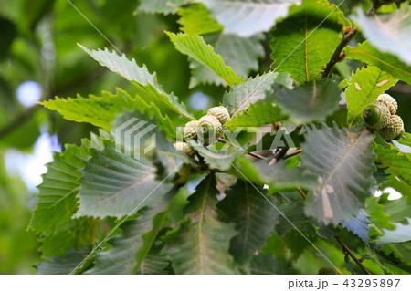 ミズナラの若いドングリ 43295897
