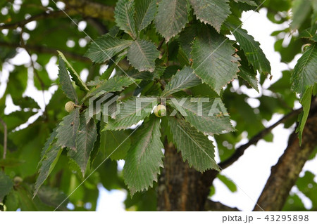 ミズナラの若いドングリ 43295898