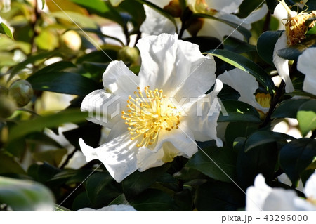 三鷹中原に咲く白いサザンカ 三鷹中原に咲く白いサザンカ 43296000