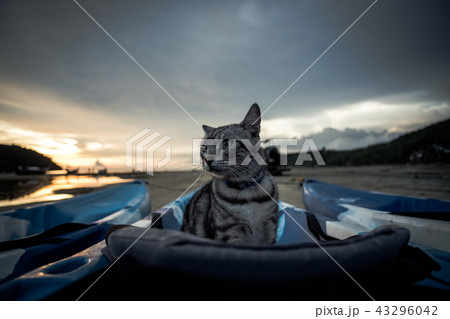 Cat stay on a kayak at the beach. Cat stay on a kayak at the beach. 43296042
