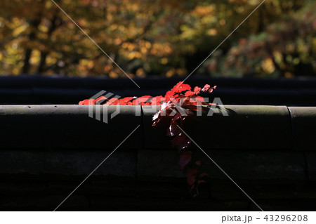 秋 紅葉 落葉 43296208