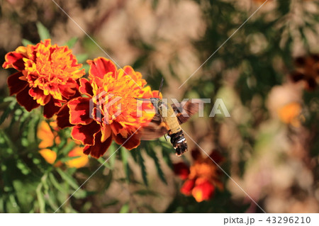 秋の花 昆虫 花 43296210