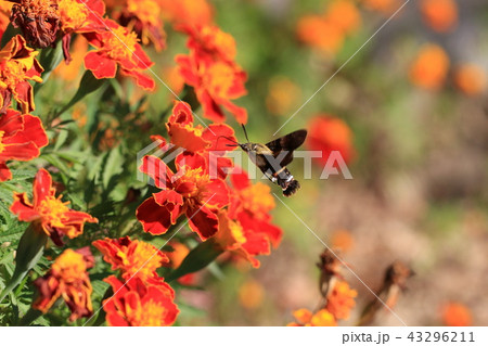 秋の花 昆虫 花 43296211
