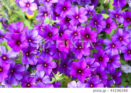 ペチュニア 紫の花 ペチュニア 紫の花 43296266