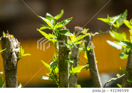 Leaf of Red Chinese hibiscus flower 43296599