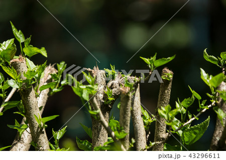 Leaf of Red Chinese hibiscus flower Leaf of Red Chinese hibiscus flower 43296611