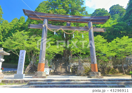 戸隠神社中社　大鳥居 43296911